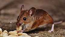 24 Hour & Emergency Exterminators in Charleston, SC